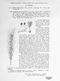 Ustilago tritici image